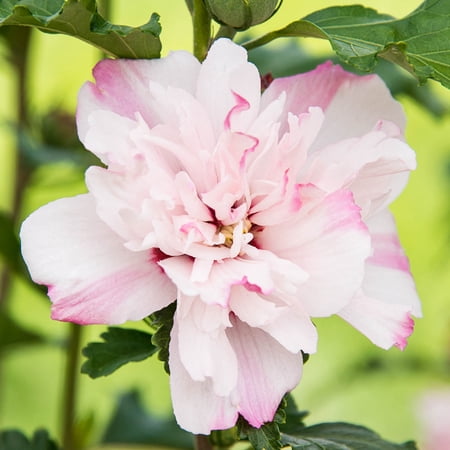 Peppermint Smoothie Rose of Sharon Althea Deciduous Flowers Shrub, grown in a 2.50 quart pot (1-Pack)