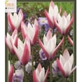 thumbnail image 1 of Peppermint Stick Candlestick Tulip 9 Bulbs - Pink & White - 6/+ cm Bulbs, 1 of 1