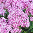 thumbnail image 1 of Peppermint Twist Tall Phlox Flower Root - Perennializing - Easy to Grow Live Plants - Outdoor Garden - Fragrant, 1 of 3