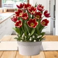 thumbnail image 1 of Peppy Peppermint Indoor Potted Bulb Garden - Simply Water and Flowers Open in 3-6 Weeks - Grows Well In Containers - Gift Ready Flower Bulbs, 1 of 4