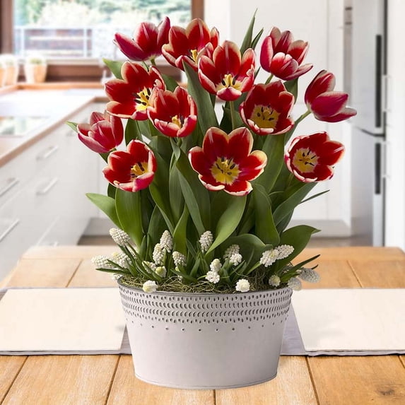 Peppy Peppermint Indoor Potted Bulb Garden - Simply Water and Flowers Open in 3-6 Weeks - Grows Well In Containers - Gift Ready Flower Bulbs
