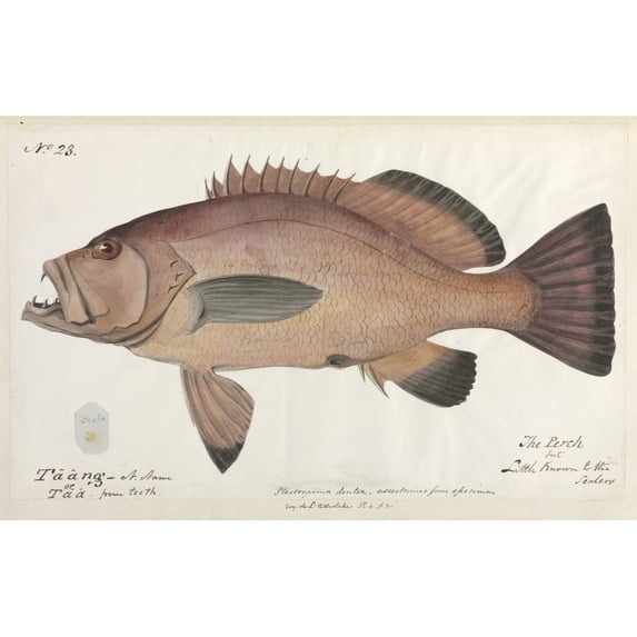 Perch Illustration Poster Print By Mary Evans Natural History Museum (24 X 18)