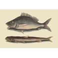 thumbnail image 1 of Perch or Margate Fish-Fine Art Canvas Print (20" x 30"), 1 of 1