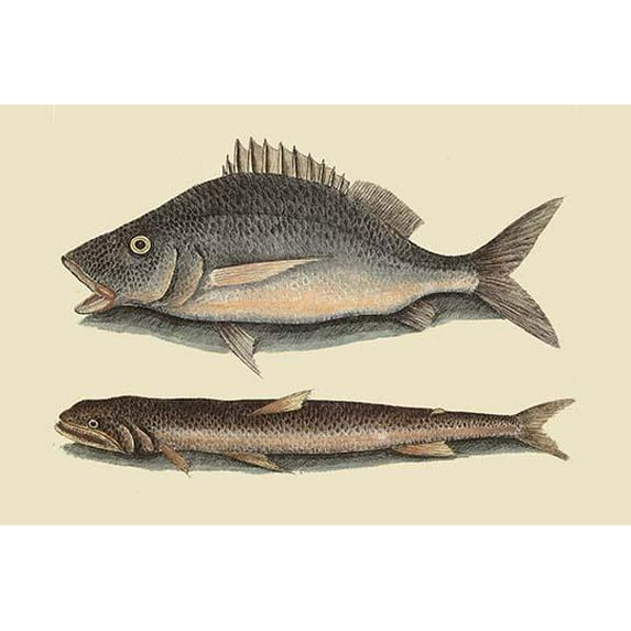Perch or Margate Fish-Fine Art Canvas Print (20" x 30")