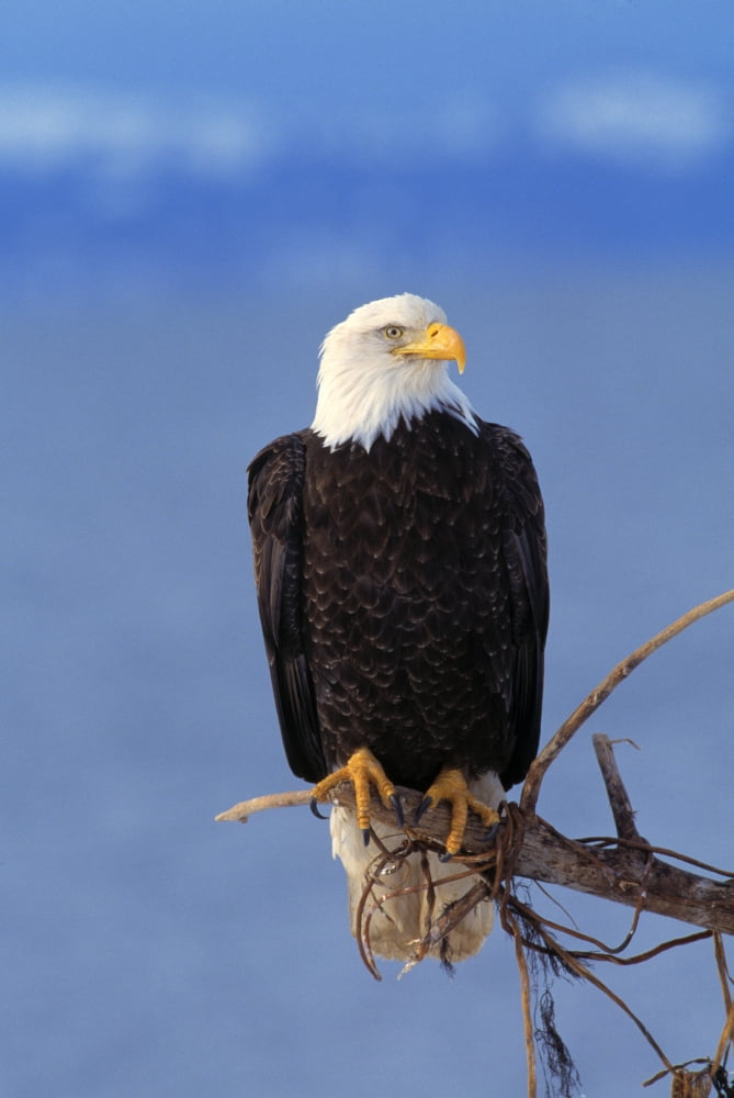 Perched Bald Eagle Canvas Art - Natural Selection David Ponton Design Pics (12 x 18)