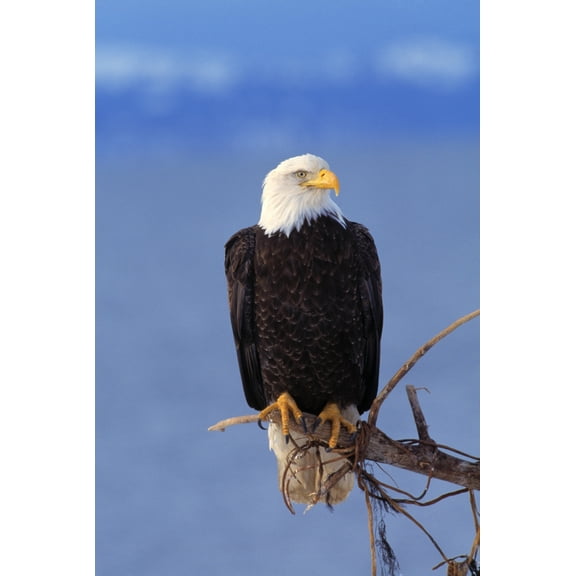 Perched Bald Eagle Canvas Art - Natural Selection David Ponton Design Pics (24 x 36)