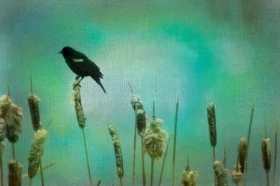 Perched Canvas Art - Roberta Murray (12 x 18)
