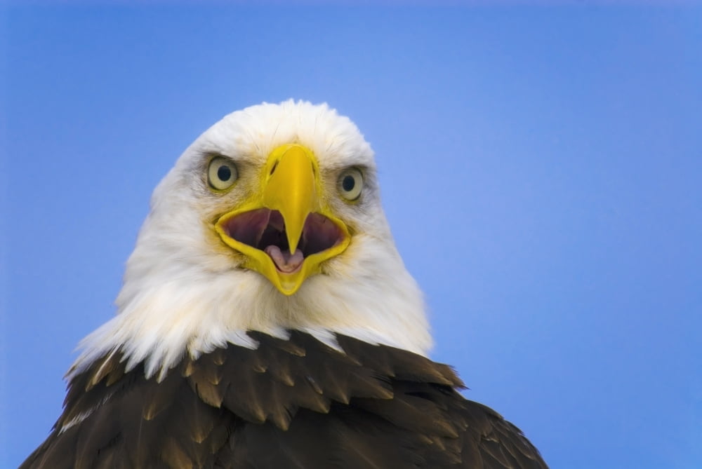 Perched Eagle Opens Beak To Call In Spring Homer Alaska Canvas Art - Daryl Pederson Design Pics (38 x 24)
