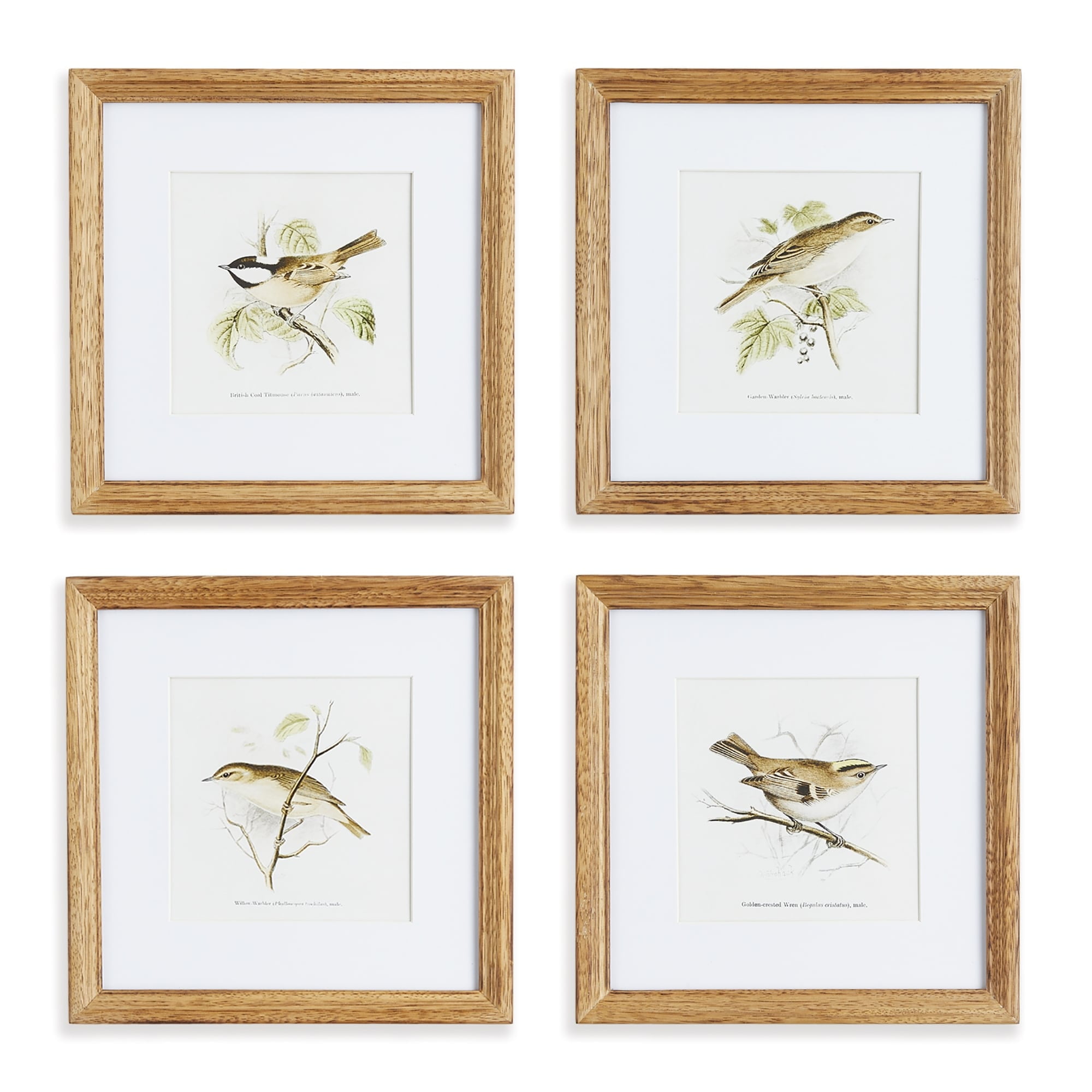 Natural Sepia Bird Study Set of Four Petite Prints