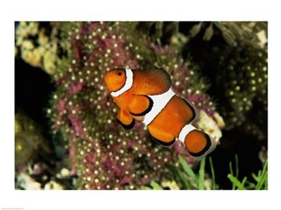 Percula Clownfish Canvas Art -  (24 x 18)