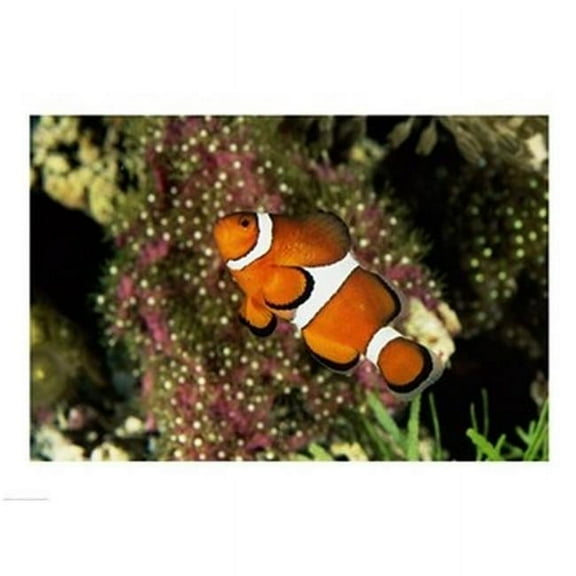 Percula Clownfish Poster Print, 24 x 18