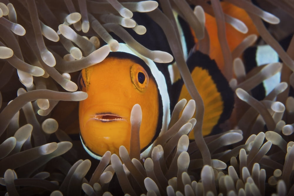 Percula Clownfish in its host anemone Papua New Guinea Canvas Art - Terry MooreStocktrek Images (35 x 23)