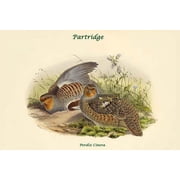 Perdix Cinera - Partridge-Fine Art Canvas Print 20 x 30