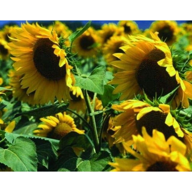 Peredovik Black Oil Sunflower Seed Bird Game Wildlife Forage Seeds 1
