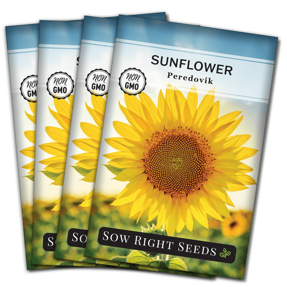 Peredovik Sunflower Seeds - Non GMO Heirloom Varieties for your Flower Garden - 4 Pack