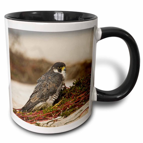 3drose, Peregrine Falcon Adult, Aransas Bay, Texas, Usa - Us44 Ldi0606 - Larry Ditto, 11oz Two-tone Black Mug