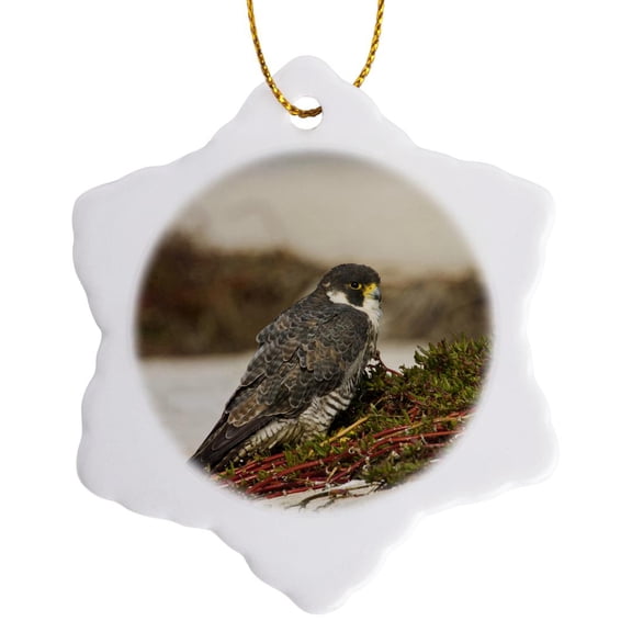 3drose, Peregrine Falcon Adult, Aransas Bay, Texas, Usa - Us44 Ldi0606 - Larry Ditto, 3 inch Snowflake Porcelain Ornament