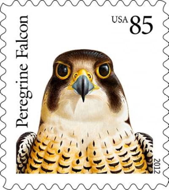 Peregrine Falcon Canvas Art - US POSTAL SERVICE (24 x 24)