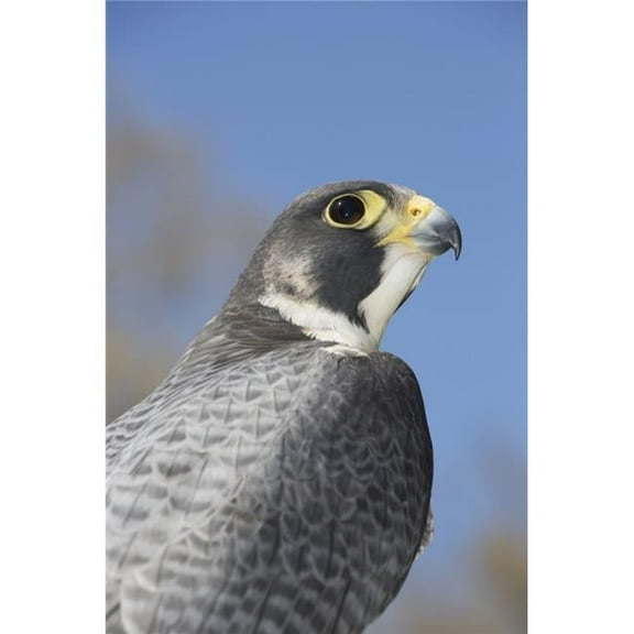 Peregrine Falcon - Connecticut USA Poster Print - 12 x 19 in.