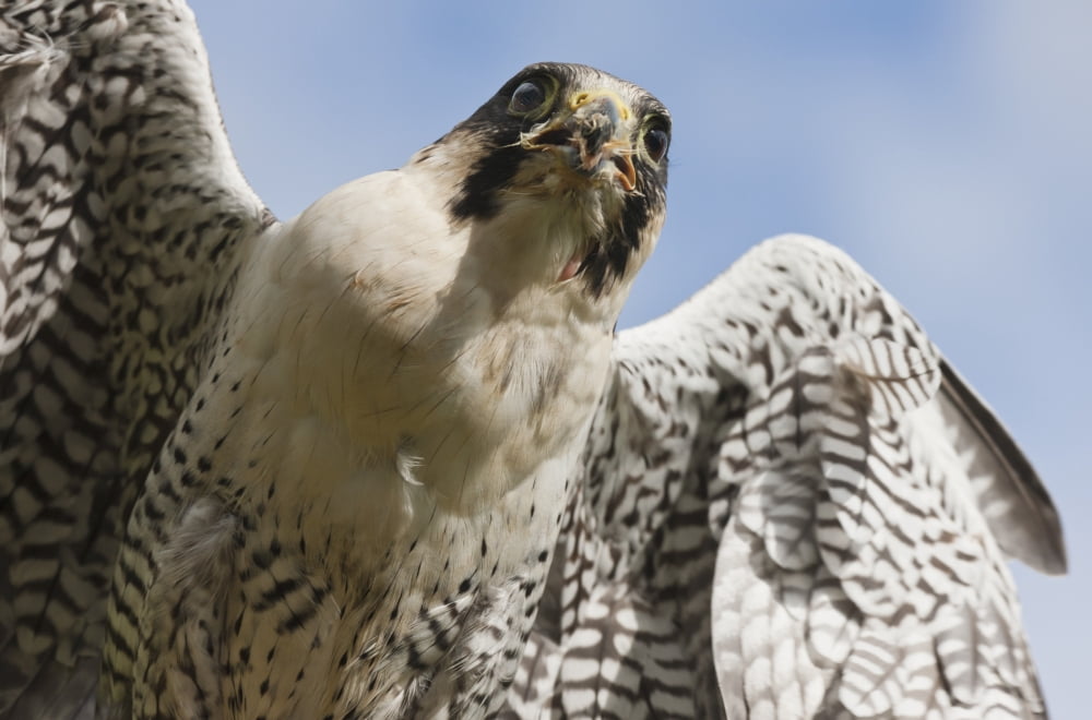 Peregrine Falcon (Falco Peregrinus) Windermere Cumbria England Canvas Art - John Short Design Pics (19 x 12)