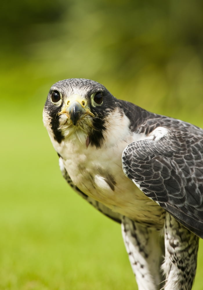 Peregrine Falcon (Falco Peregrinus) Windermere Cumbria England Canvas Art - John Short Design Pics (28 x 40)