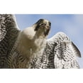 thumbnail image 1 of Peregrine Falcon Falco Peregrinus - Windermere - Cumbria - England Poster Print, 1 of 1