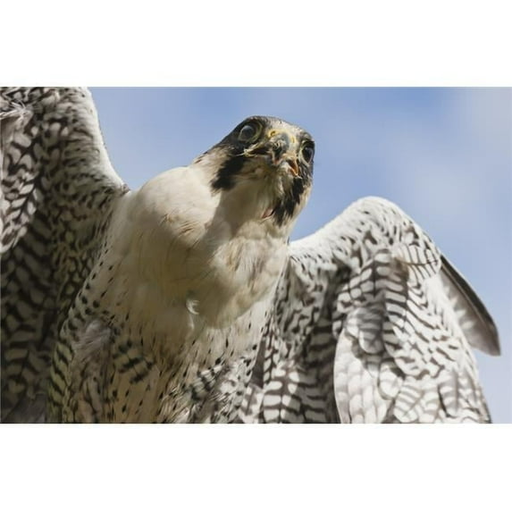 Peregrine Falcon Falco Peregrinus - Windermere - Cumbria - England Poster Print