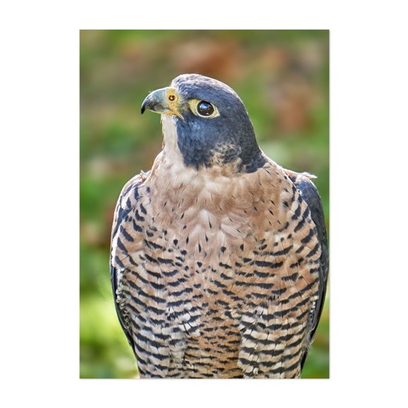 Peregrine Falcon - Minnesota Photography Wildlife Bird Nature Portrait Animal Woodland Scenic Unframed Wall Art Print 20 x 28 inches