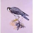 thumbnail image 1 of Peregrine Falcon On A Rock Poster Print By Malcolm Greensmith ® Adrian Bradburymary Evans (24 X 24), 1 of 3