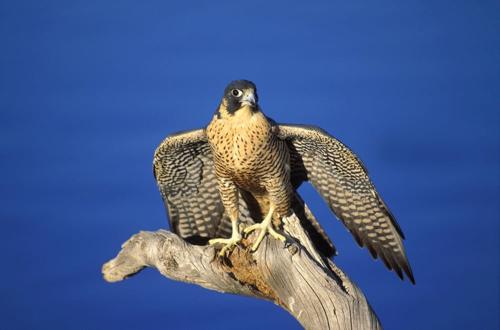 Peregrine Falcon On Perch Canvas Art - John Pitcher Design Pics (17 x 11)