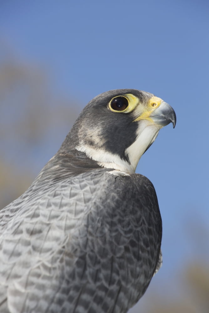 Peregrine falcon Connecticut USA Canvas Art - Lynn Stone Design Pics (12 x 19)