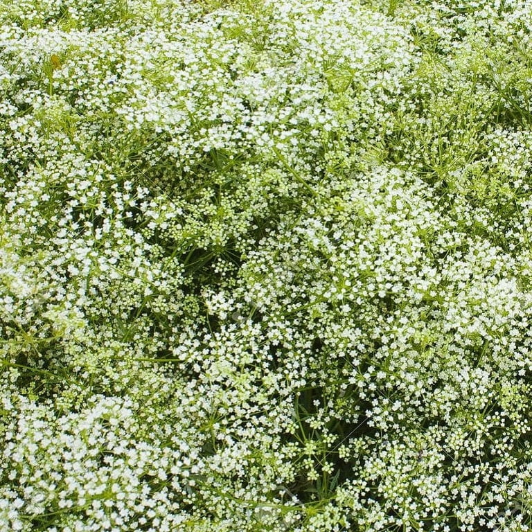Perennial Babys Breath Seeds - Packet - White Flower Seeds, Heirloom Seed  Attracts Bees, Attracts Butterflies, Attracts Pollinators, Easy to Grow &  Maintain, Extended Bloom Time, Fast Growing, Cut 