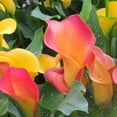Perennial,Calla Lily,Reblooming,Year after Year,Vibrant Mixed Colors
