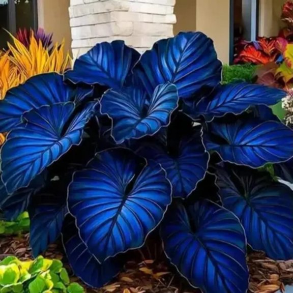 Perennial Elephant ear For Planting Ornamental-Premium Garden Stakes-Home Decoration-Beautiful Gift Garden-Bloom Year After Year-(Non-Artificial)