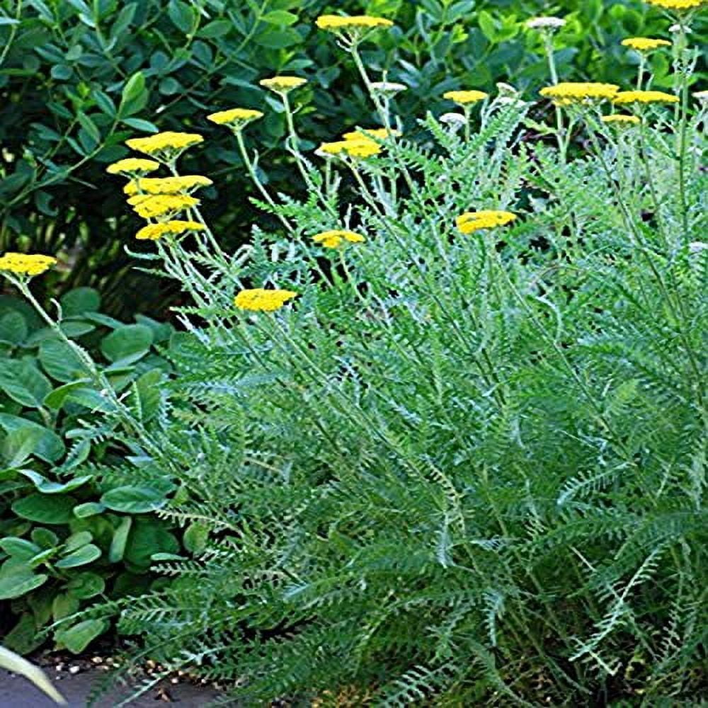 Perennial Farm Marketplace Achillea x 'Coronation Gold' (Yarrow) Perennial, 1 Quart, Golden Yellow Flowers