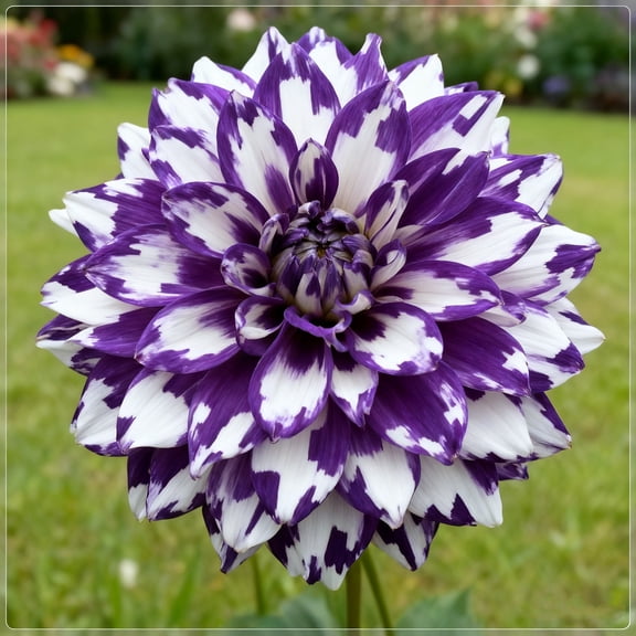 Perennial Gorgeous -Dahlia Plant Bulbs - Easy Care / Low Maintenance - Ideal for Garden Landscape, Plant Hangers