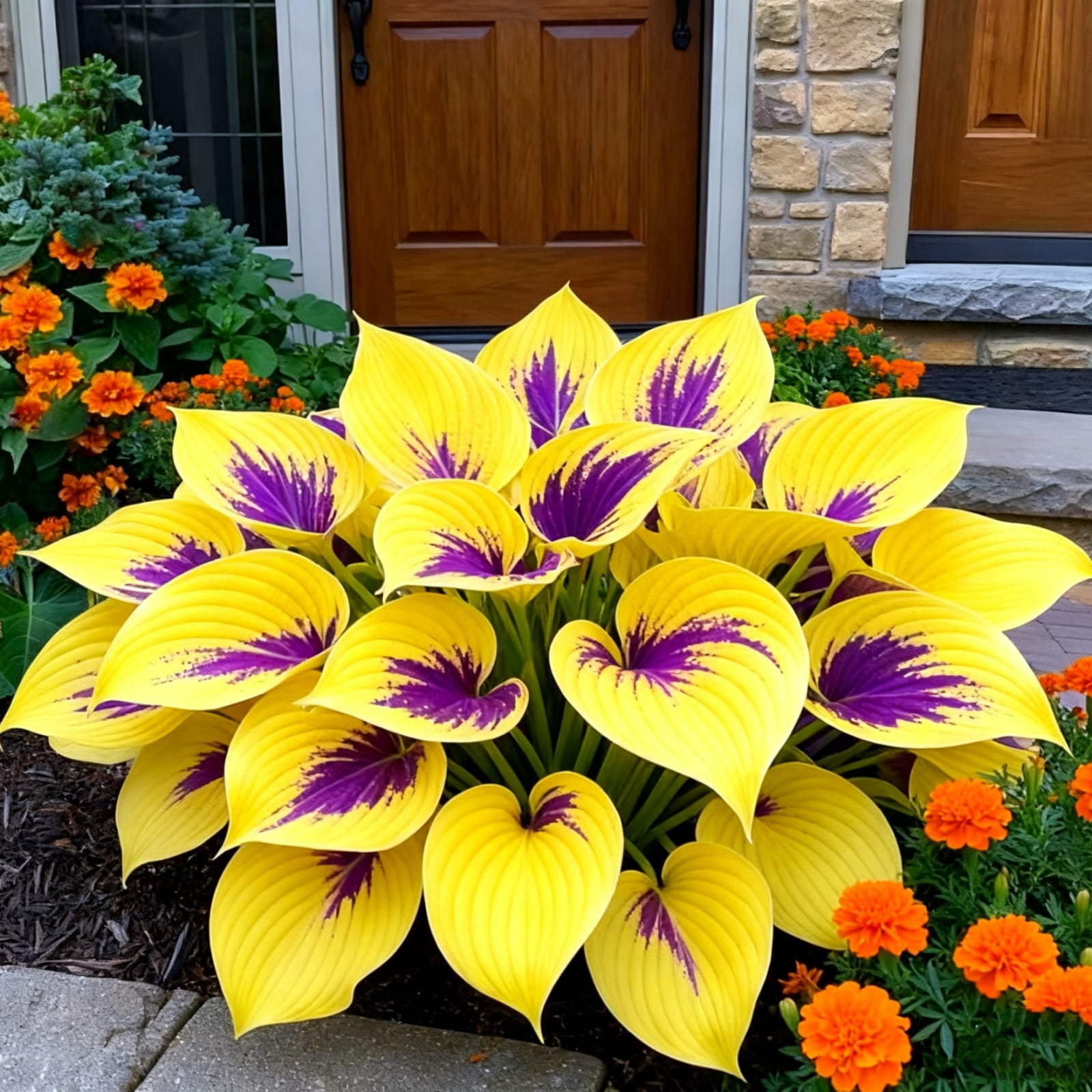 Perennial Hosta-Bulbs-for-Spring Planting - Style Garden Stake for ...