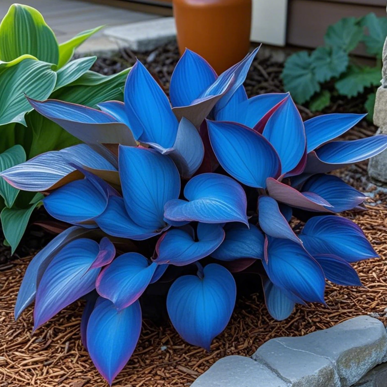 Perennial (Hosta)/Low Maintenance Garden Decoration /A SurprisingBed ...