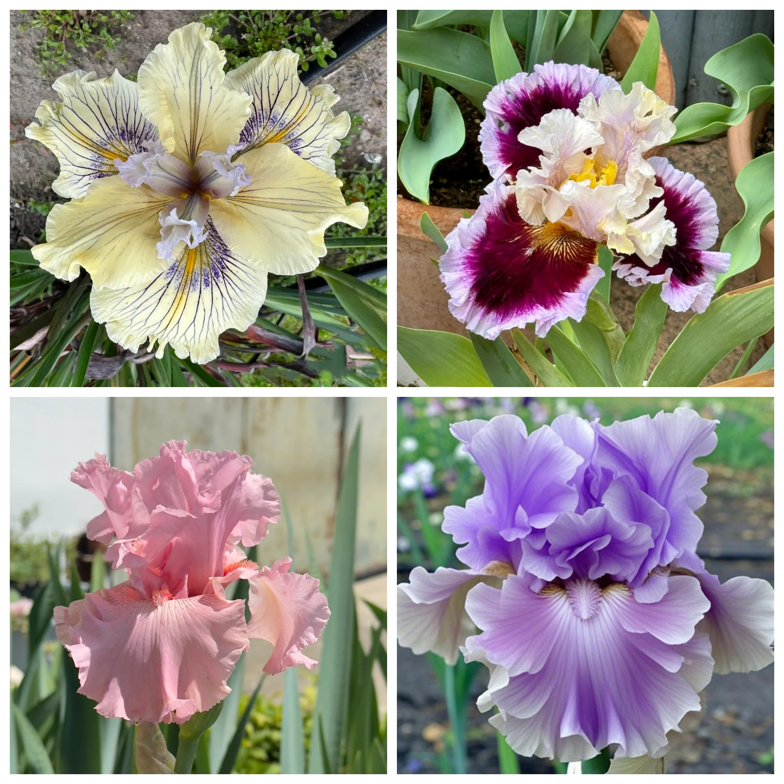 (Perennial Iris-Bulbs-for-Sale) - Garden Stake for Outdoor Decoration ...