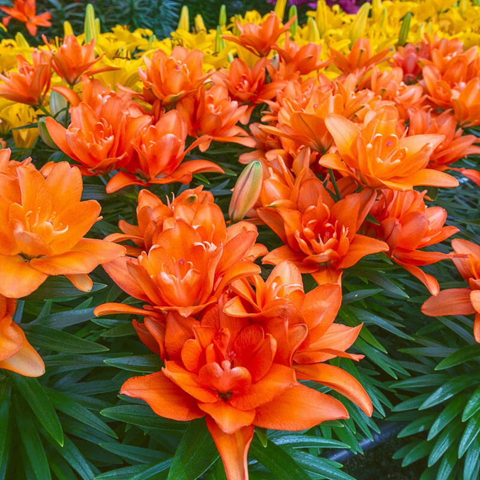 Perennial Lily Bulbs Bulk,Reblooming Year after Year,Tall Bearded Lily
