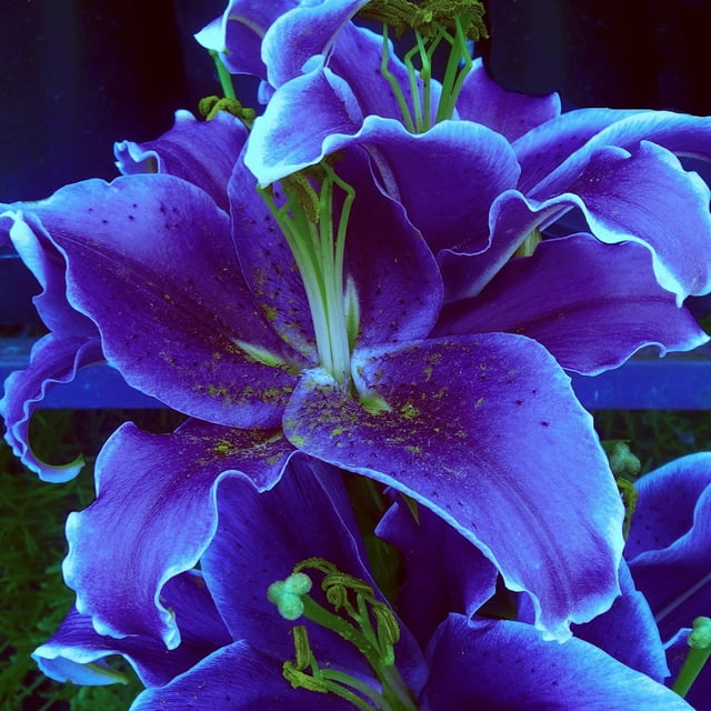 Perennial Lily Bulbs Bulk,Reblooming Year after Year,Tall Bearded Lily