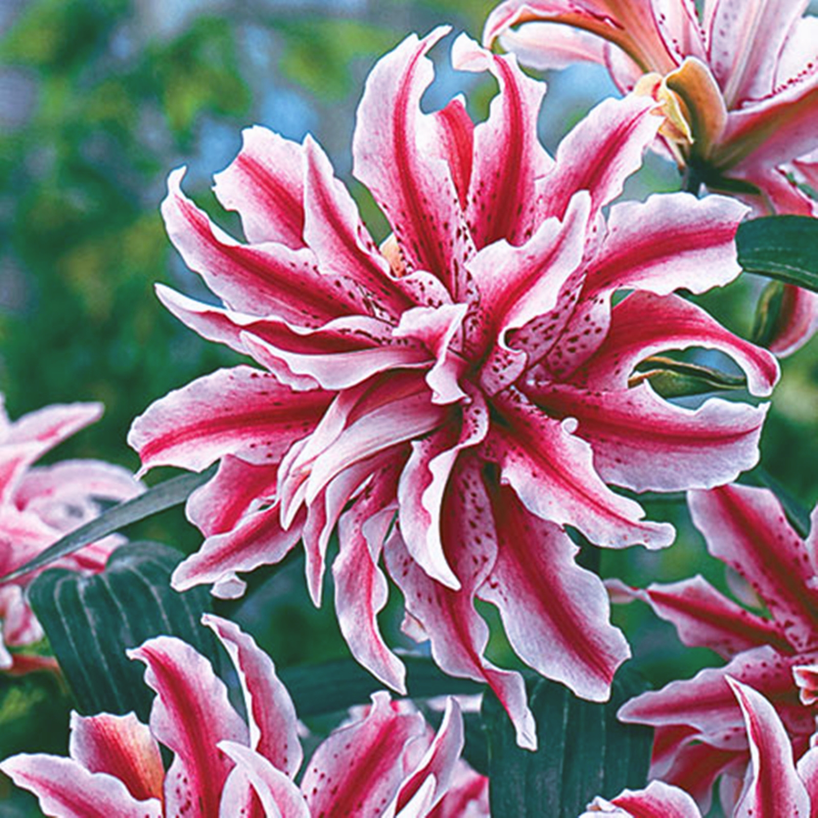 Perennial Lily Bulbs Bulk,Reblooming Year after Year,Tall Bearded Lily