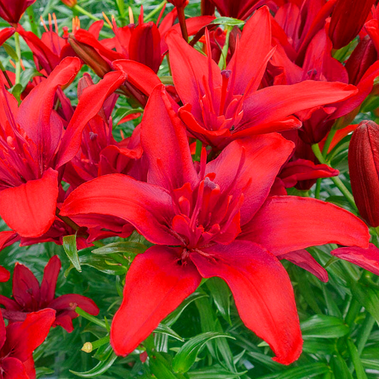 Perennial Lily Bulbs Bulk,Reblooming Year after Year,Tall Bearded Lily