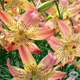 Perennial Lily Bulbs Bulk,Reblooming Year after Year,Tall Bearded Lily
