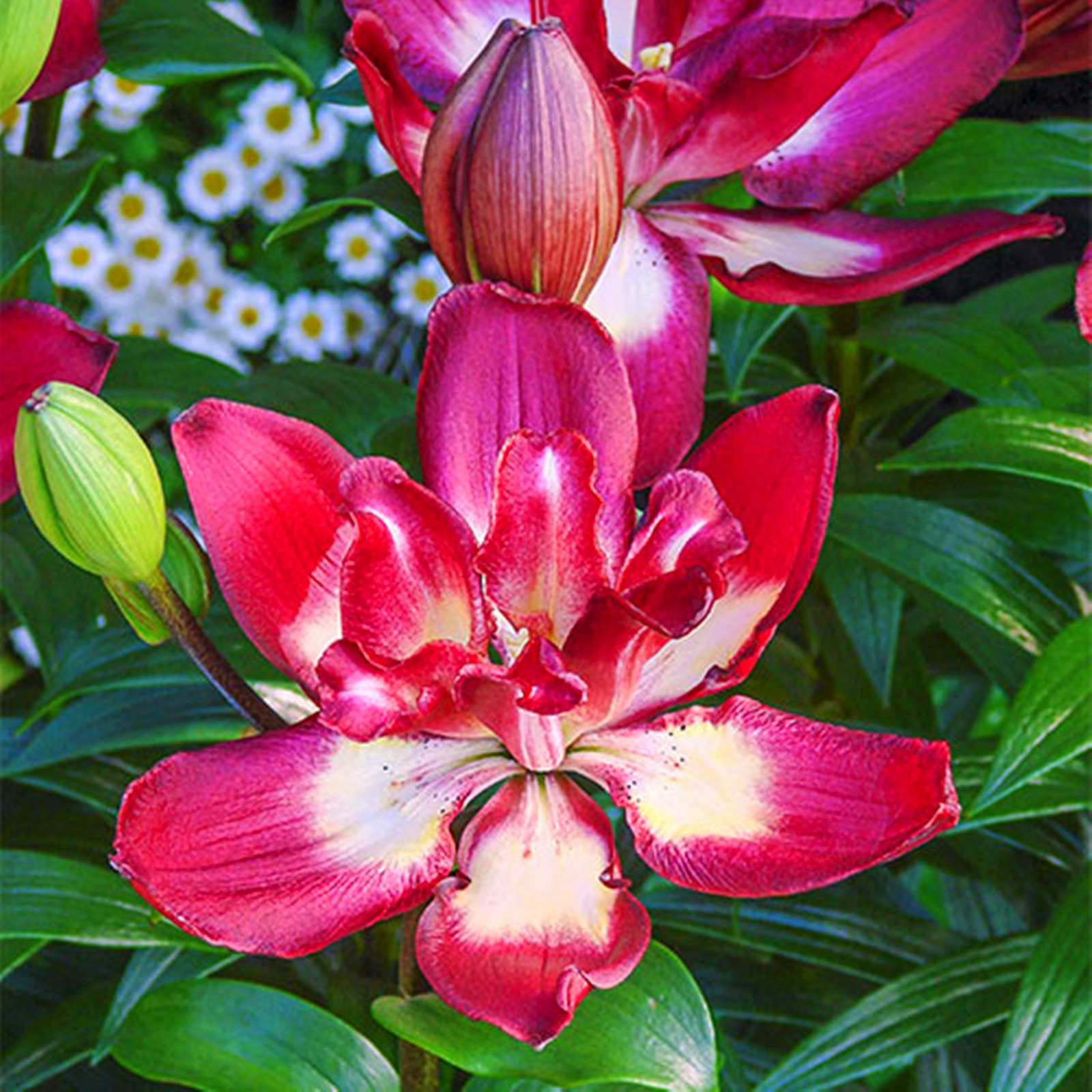 Perennial Lily Bulbs Bulk,Reblooming Year after Year,Tall Bearded Lily