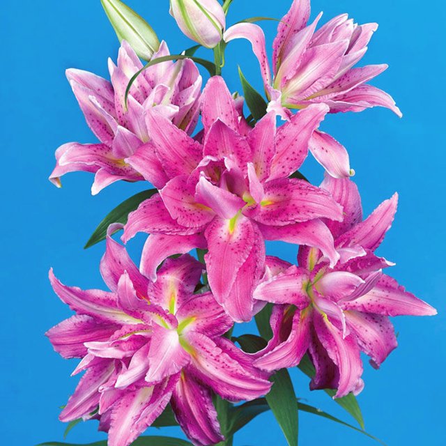 Perennial Lily Bulbs Bulk,Reblooming Year after Year,Tall Bearded Lily