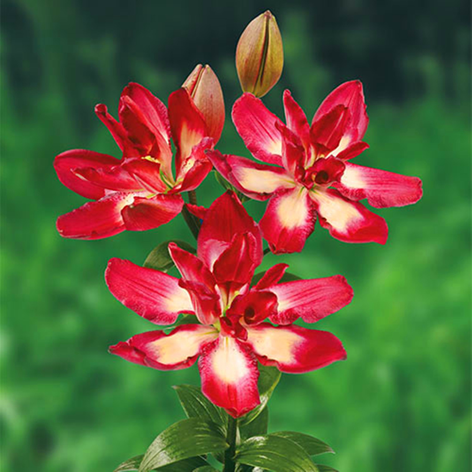 Perennial Lily Bulbs Bulk,Reblooming Year after Year,Tall Bearded Lily