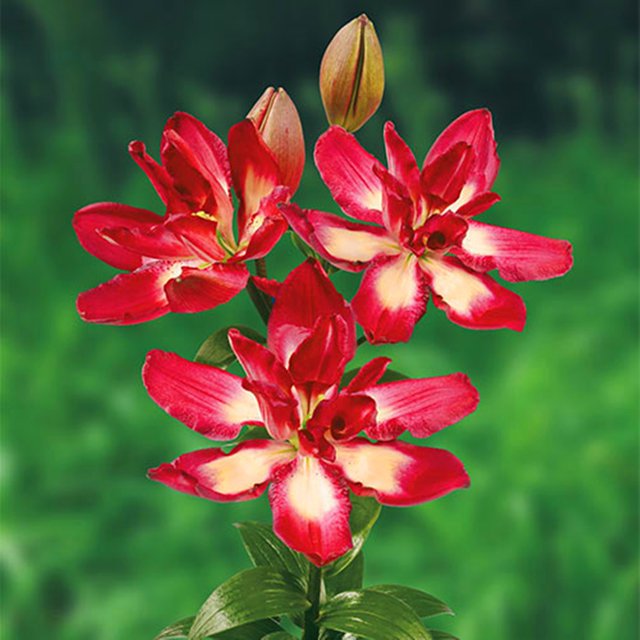 Perennial Lily Bulbs Bulk,Reblooming Year after Year,Tall Bearded Lily