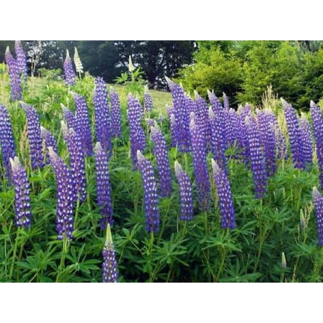 Perennial Lupine Flower Seeds Lupinus Perennis, 8 Oz, Over 10,000