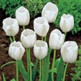 Perennial, Mixed Colors Tulip Bulbs,Tulip Flower,Rare Tulip Flower